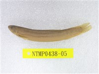 藏品(泥鰍)的圖片